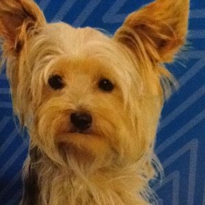 Meet your Posher, Annie